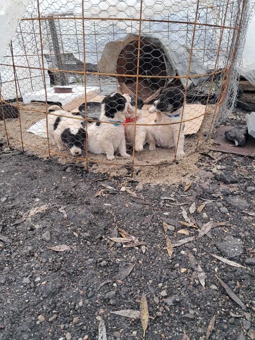 Pui de catel de donat