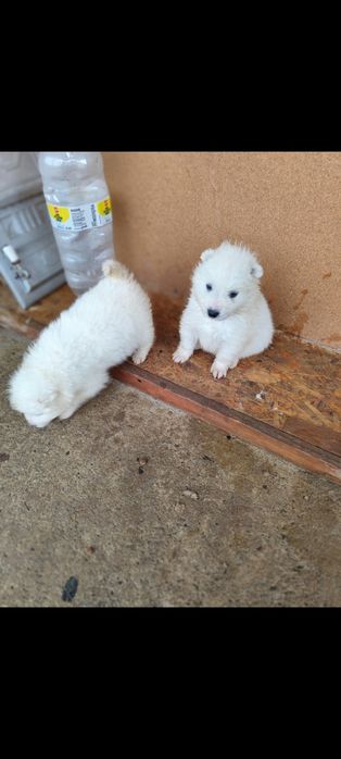 Cățelușii din rasa Samoyed