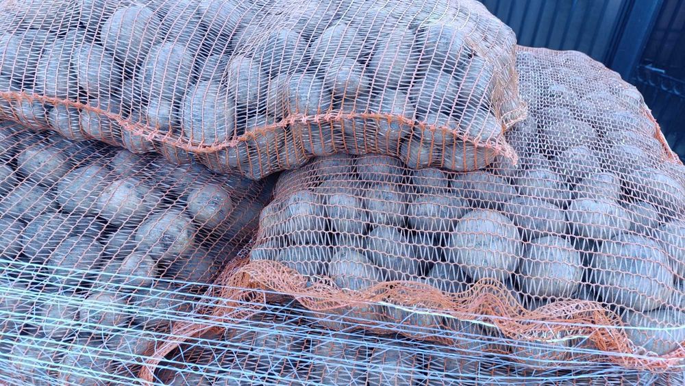 cartofi de samanta inmultire I, soiuri Riviera si Carera Carrera