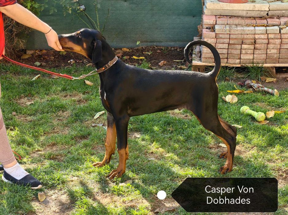 Cățeii Doberman cu pedigree tip A - FCI