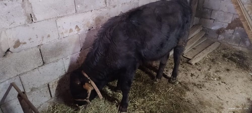 Сиыр бузауымен сатылады еркек бузау