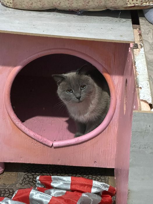 Котик сиамский в хорошие руки.