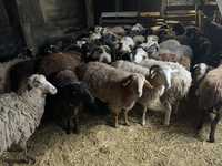 Продам овец 40 голов