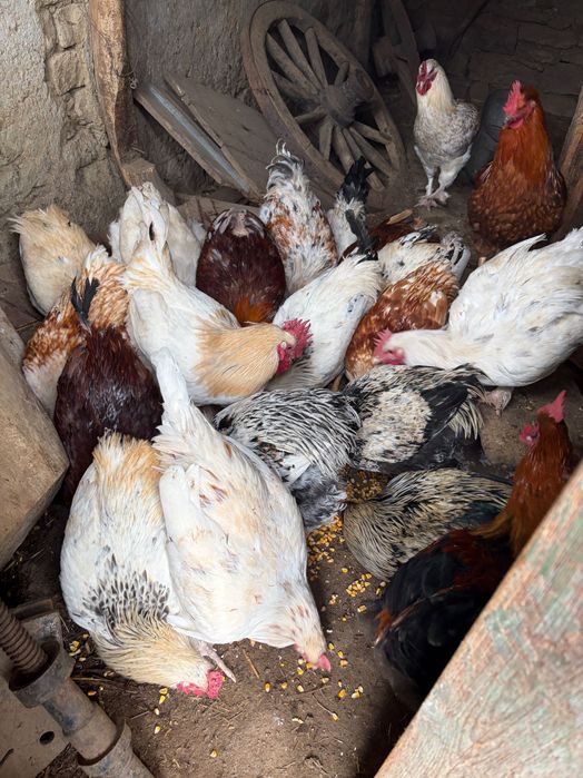 Домашни Петли за клане/отглеждане