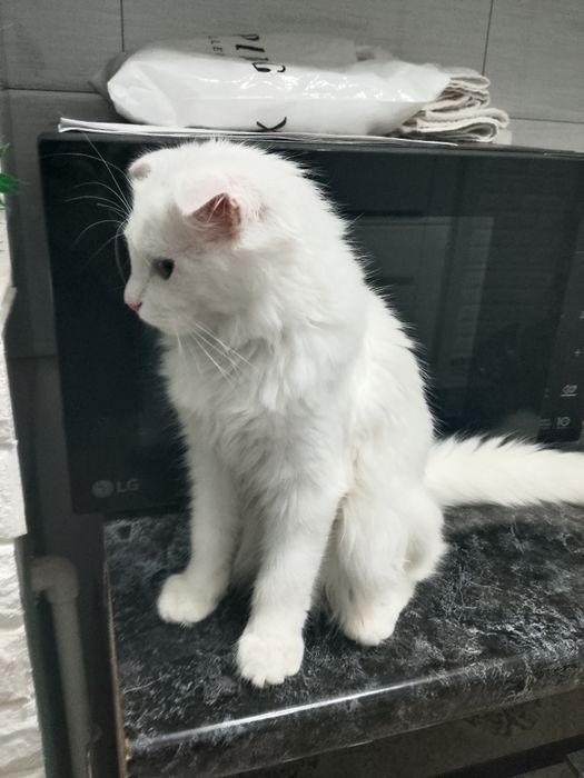 Продаётся породистая кошка