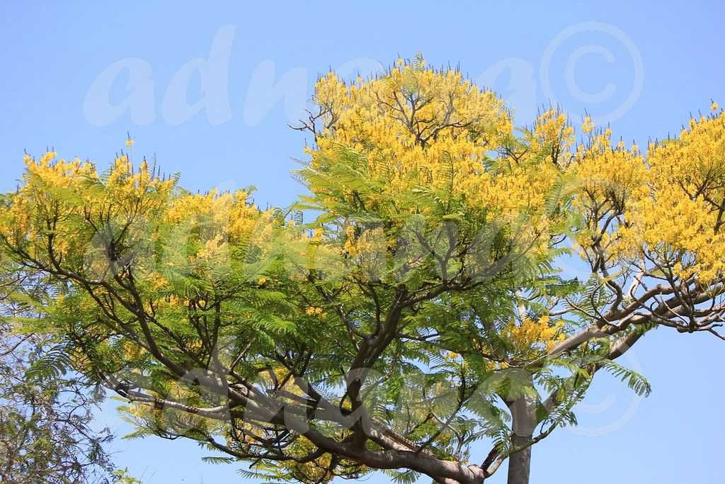 Plic 20 seminte Arbore de foc brazilian - Schizolobium parahybum
