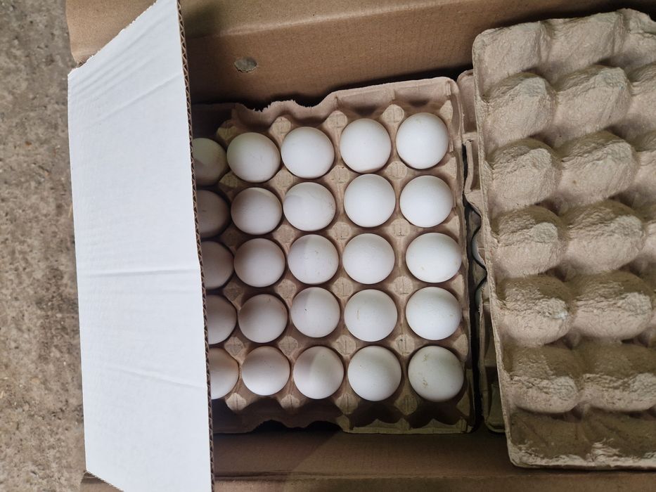 Продаётся яйцо оптом