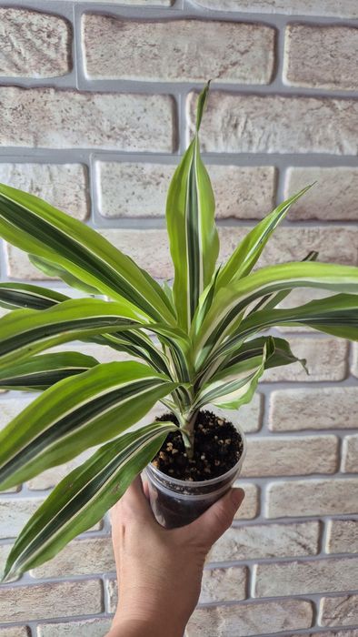 Комнатные неприхотливые растения