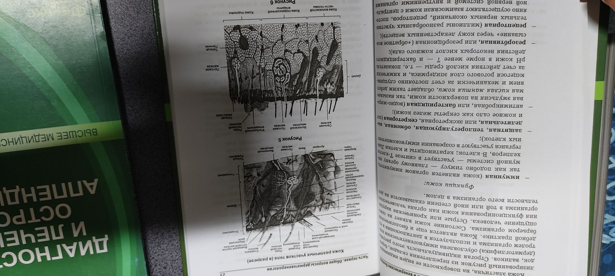 Н. П. Стуканова "Кожные и венерические болезни". Фомин "Аппендицит"