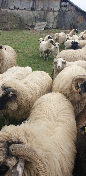 Vand  oi gestante  turcane tinere