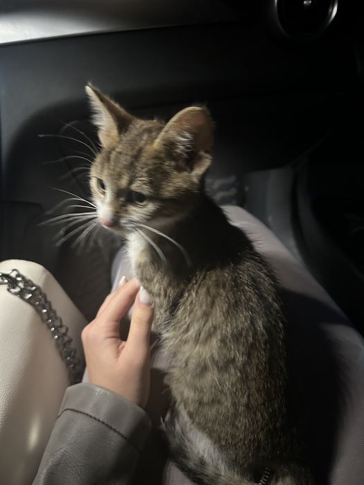 donez pisicuta mures