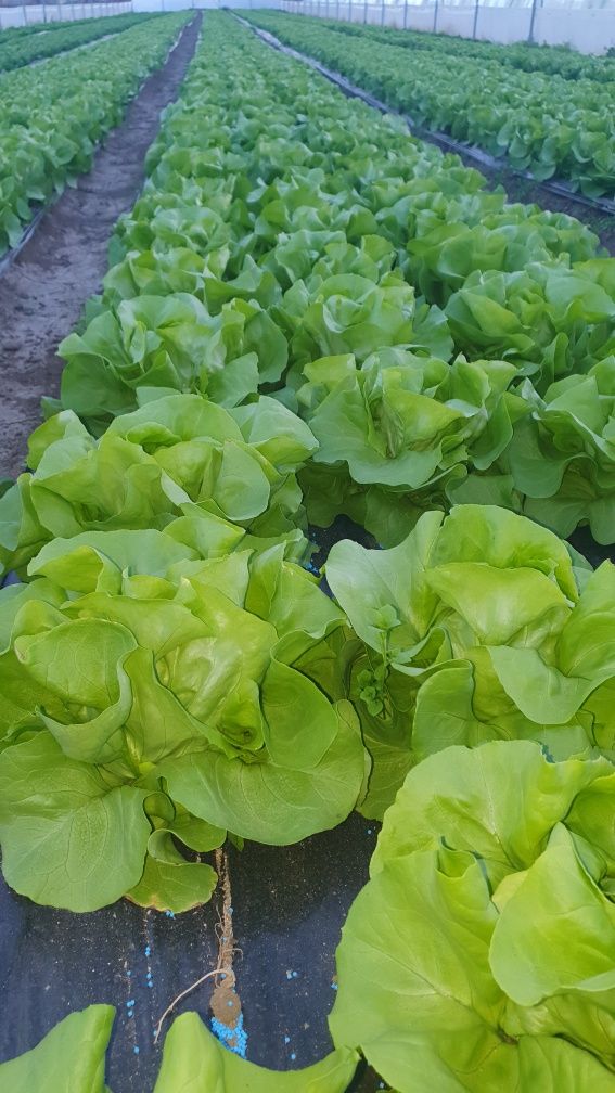 Salată-Verde-Disponibil