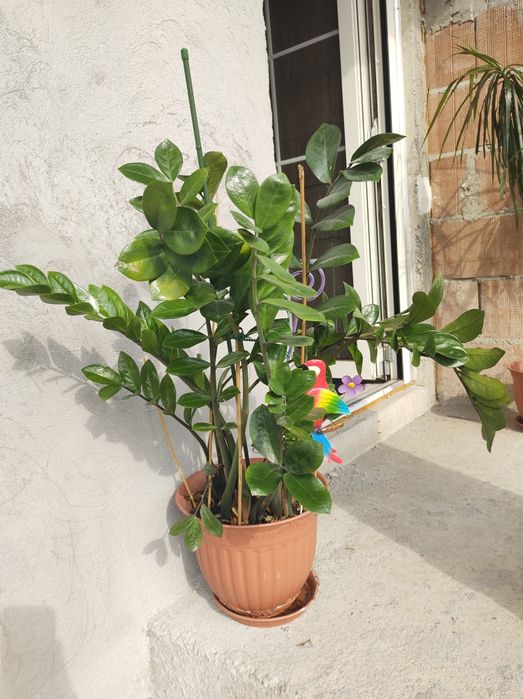 Dracaena Marginata Zamioculcas Cycas Revoluta Schefflera