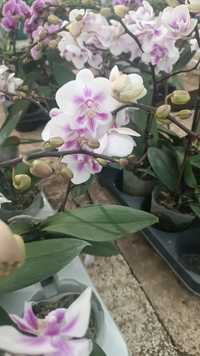 Орхидея азиатская цветущая