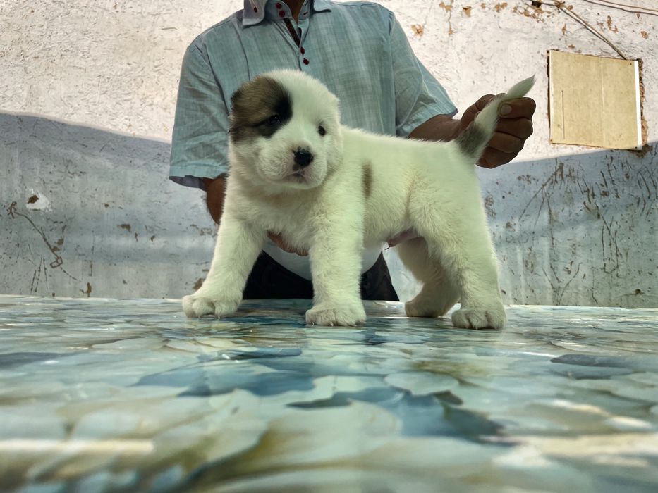 Щенок алабая ( Туркменский ) чистокровный