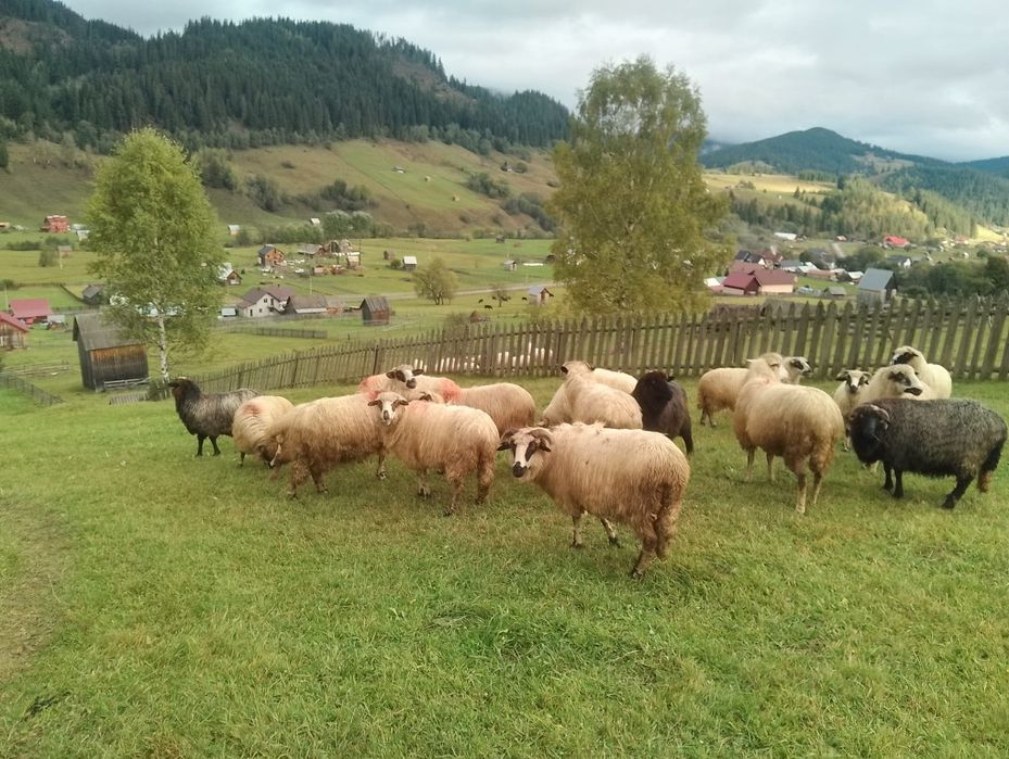 Vând oi de bune de ținut sau taiat