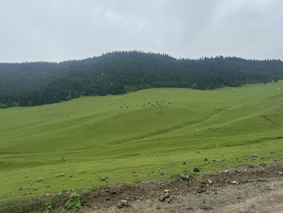 Устанаока системы полива и посадка газона