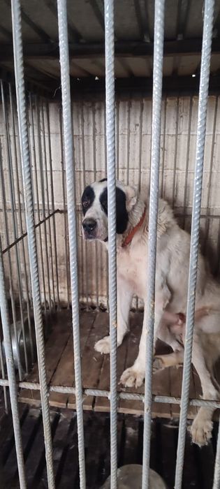 ПорОдиСтыЕ сОбаЧки ждут СтаРых и Более ответственных новых хозяев