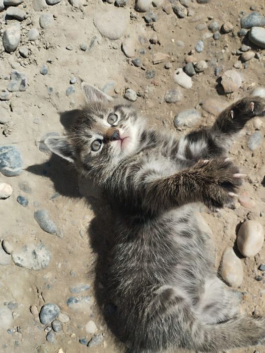 Котик мальчик в добрые руки