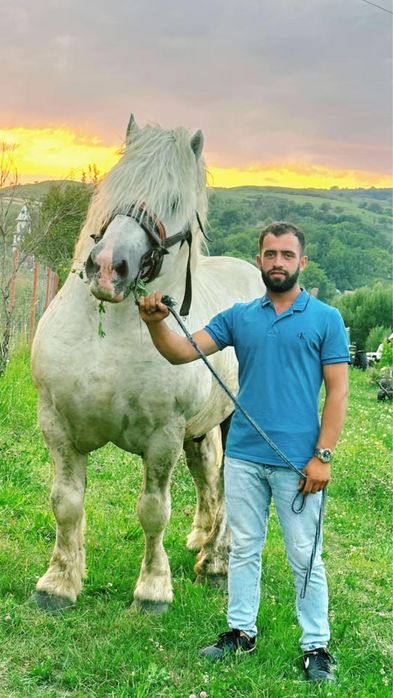 Vand mânză de 2 ani și 4 luni cu mânz de 1 luna (gestantă cu ecograf)