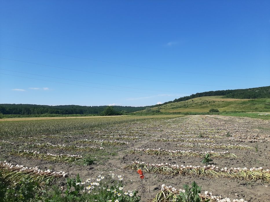 Vând ceapă și usturoi