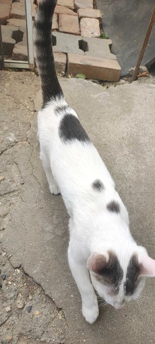 Dau pisoi pentru adoptie
