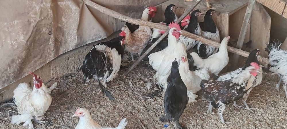 Urgent!!de vânzare puicuțe pitice