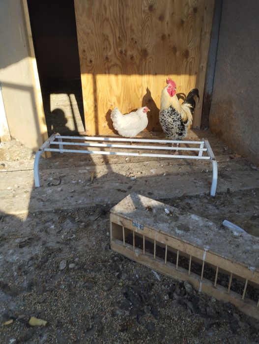 Продам курицу и две петуха