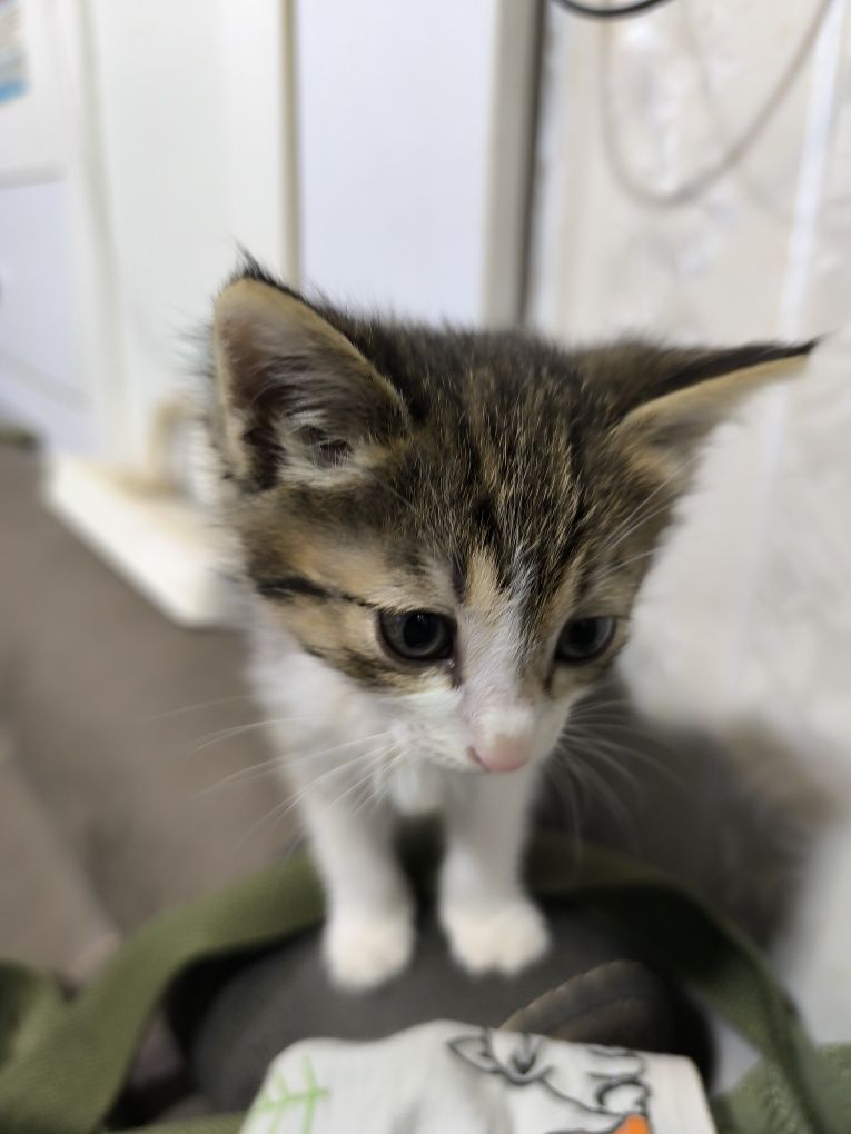 Отдам котят в хорошие руки.