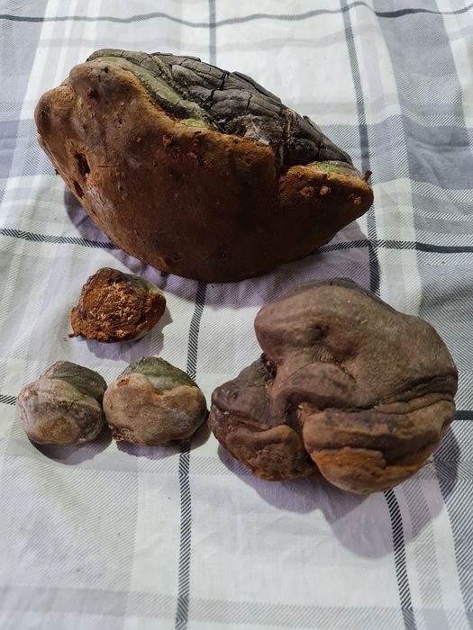 Phelinus Robustus ciuperca medicinala