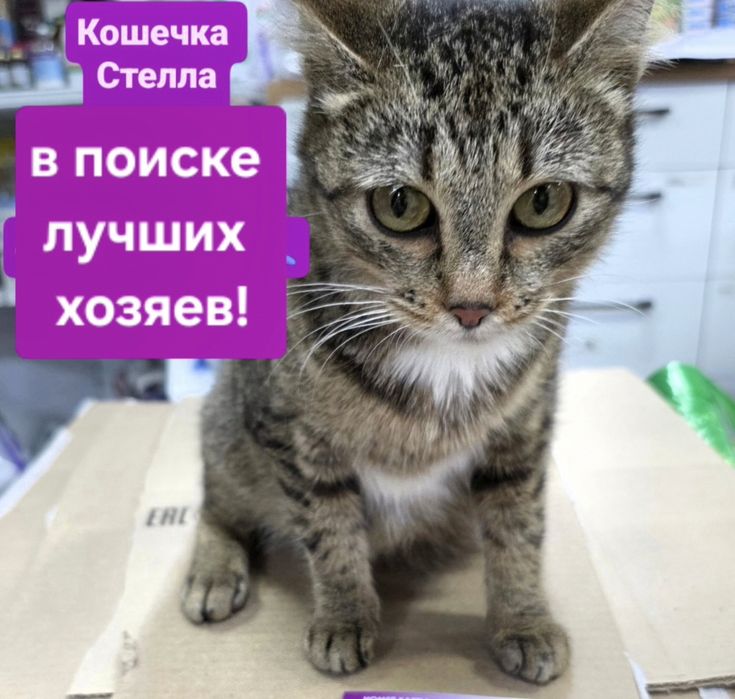 Кошечка Стелла бобтейл