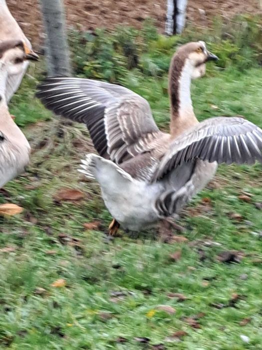 Gaste si Gascani Superbi