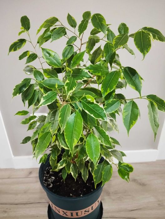 Фикус пестрый, Кинки, комнатное растение