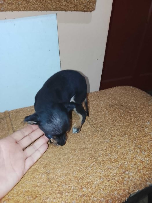 Здравейте, продавам тези две сладки пинчерчета