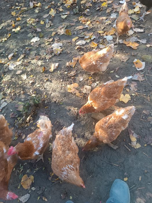 КОКОШКИ Ламон Браун