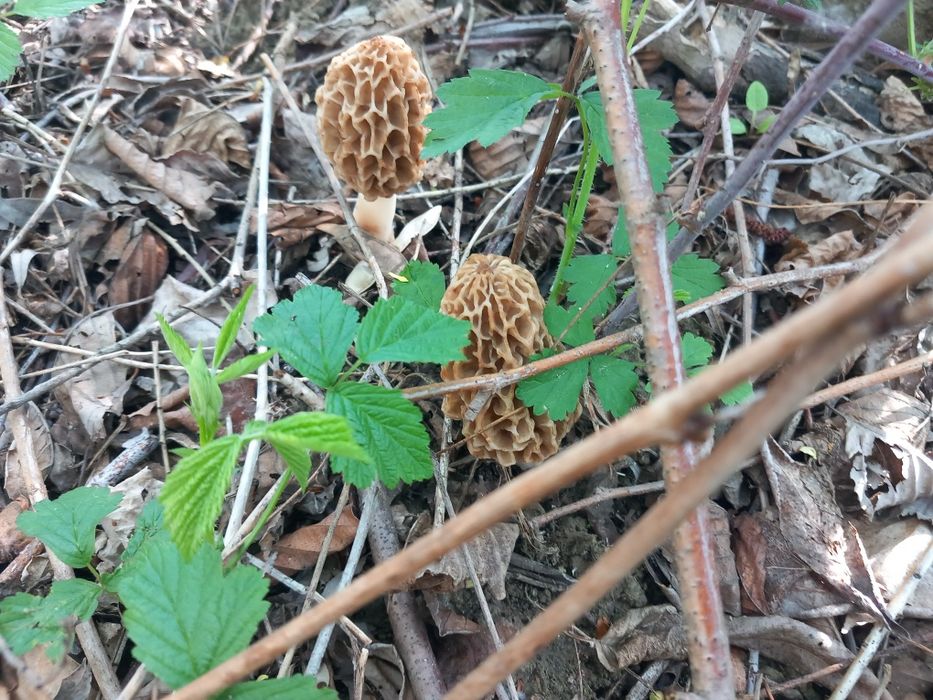 Zbarciogi uscați,produse naturale pentru mancaruri deosebite
Vând zbâ