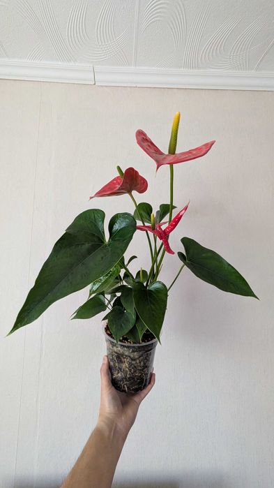 Антуриумы цветущие