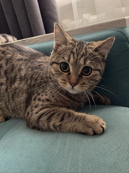 Отдам в хорошие руки котенка