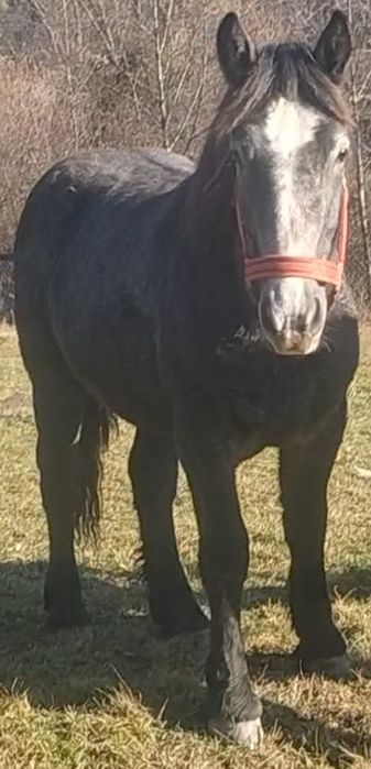 Vând un mânz de un an