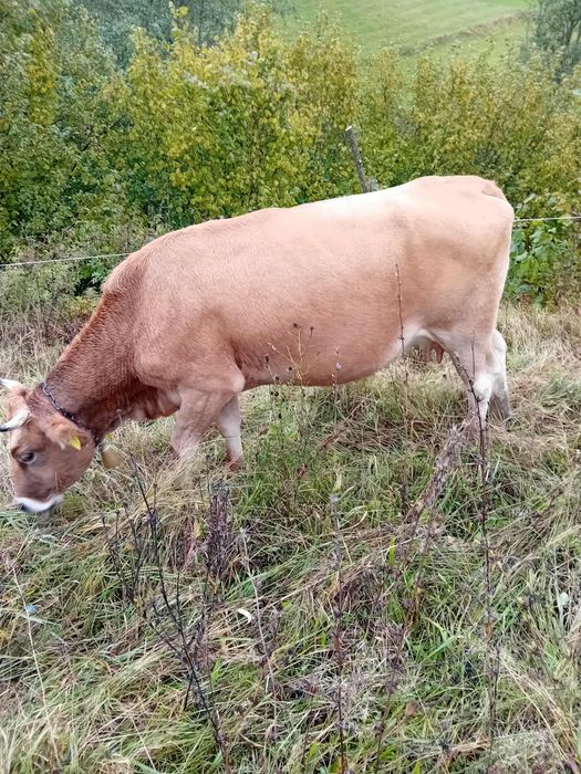 Vând două vaci gestante în luna a 5-a