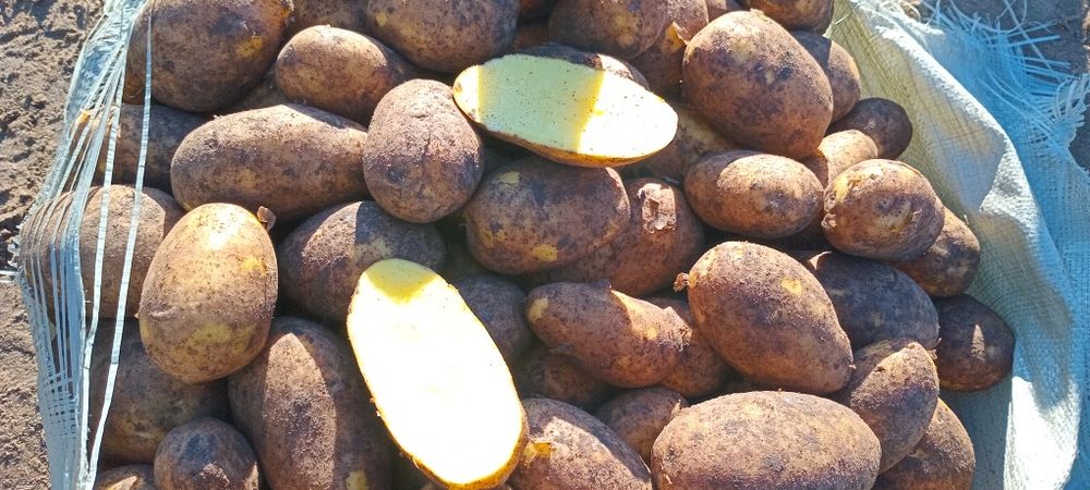 Картошка тендерная сорт Гала 60 тг