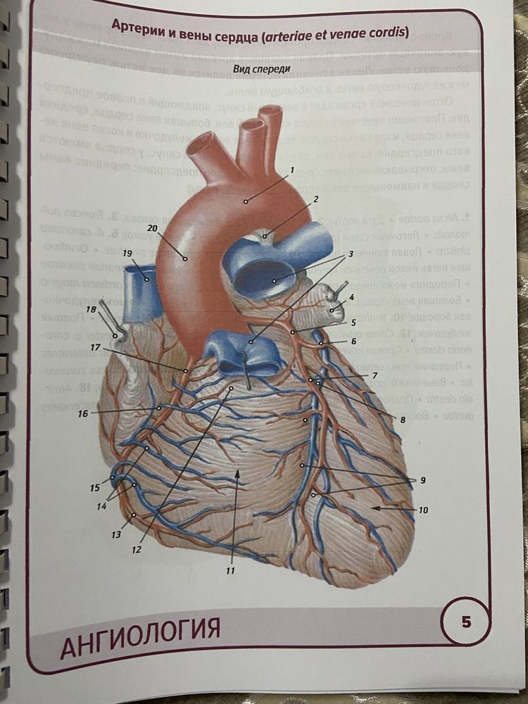 Карточки Анатомия человека