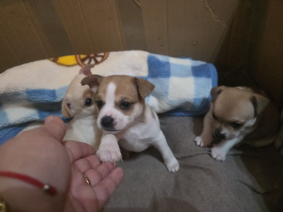 Кученца от дребна порода