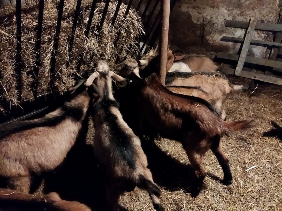 Vând capre alpin francez