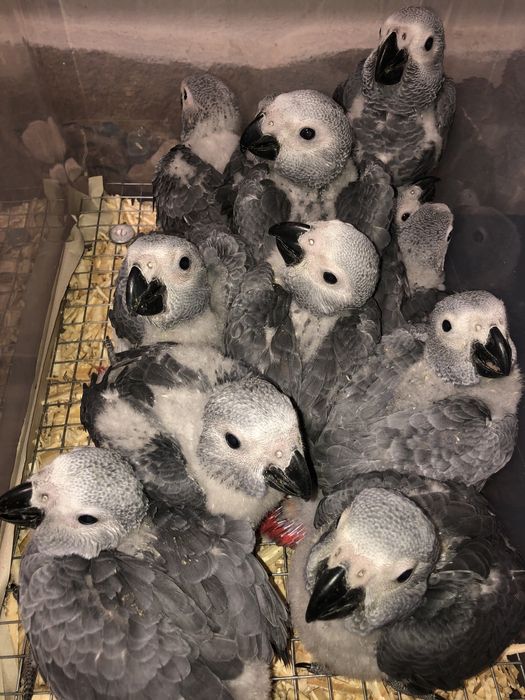 Папагали Жако-Конго