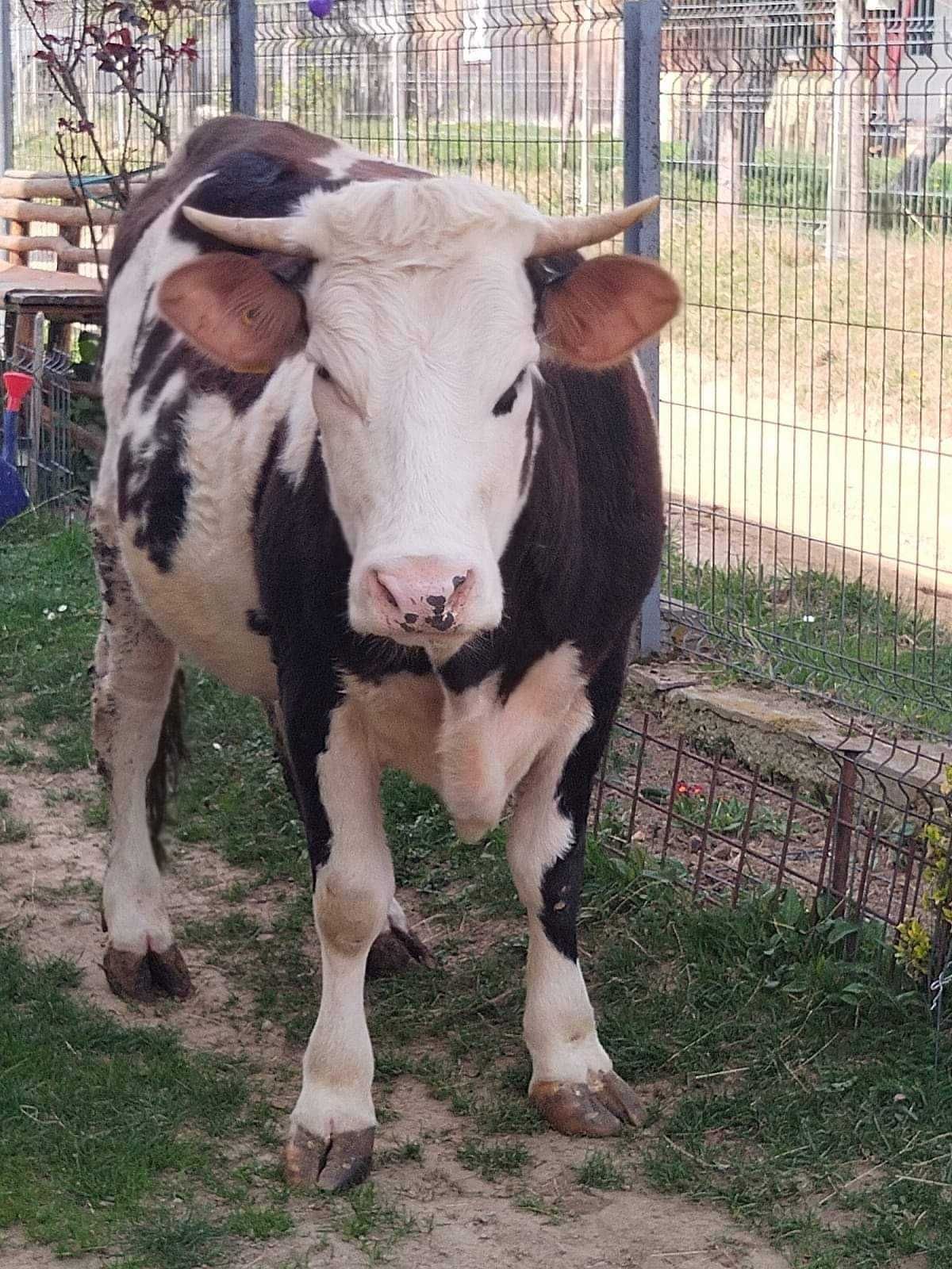 Vând junincă 2 ani, gestantă în 8 luni