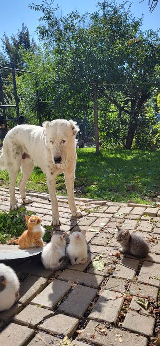 Котята  выросли с Алабаем