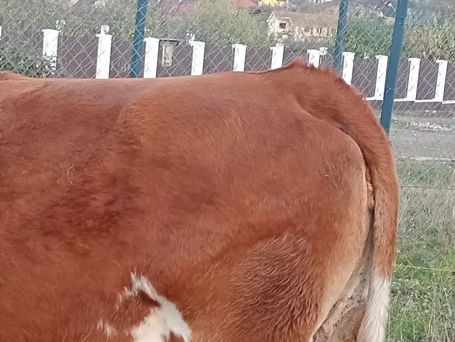 Vând vaca de abator