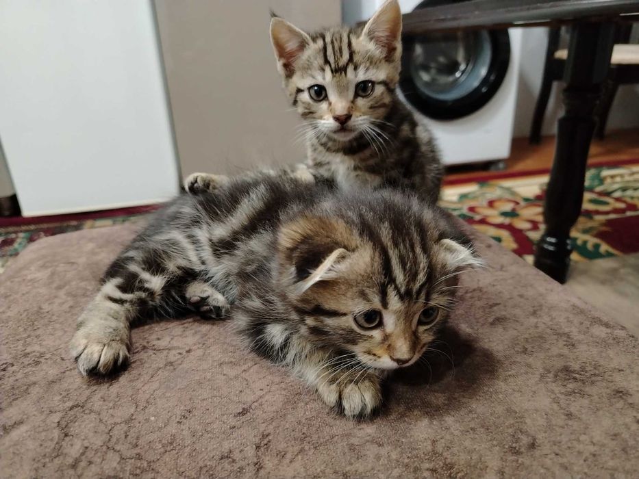 мушукчалар сотилади