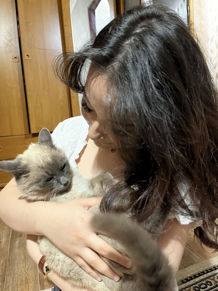 Кот , Бесплатно , Чистый